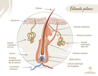 Hyperhidrose du cuir chevelu : quand ce n’est pas du sébum mais de la sueur